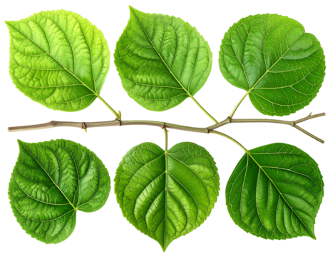 Close-Up of Green Leaves and Stems, Nature’s DNA Concept, Isolated on Transparent Background 