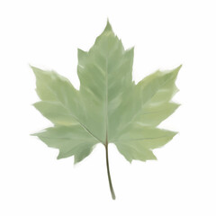 Green Maple Leaf Illustration