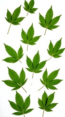 Fresh green cannabis leaves arranged vertically on white background