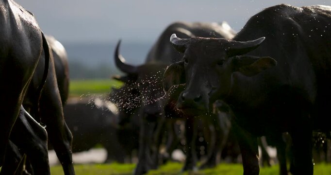 buffalo in the water