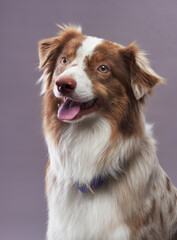 An Australian Shepherd dog smiles with its tongue out, appearing joyful. The background is gray, and its expression is bright and cheerful.
