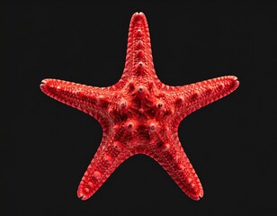 A vibrant, five-armed red starfish, textured with small bumps, is displayed against a contrasting plain black background