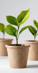 Close-up of three young plants in biodegradable pots