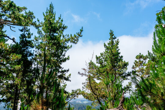 forest with green pine trees - Powered by Adobe