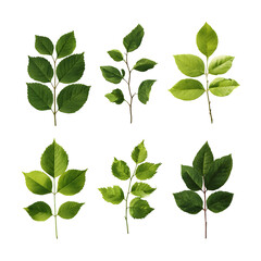 Collection of Fresh Green Leaves on White Background A Natural Botanical Study