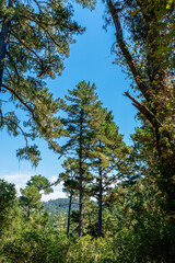 Fototapeta premium forest with green pine trees