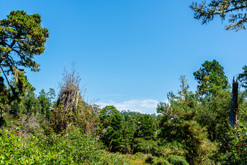 forest with green pine trees