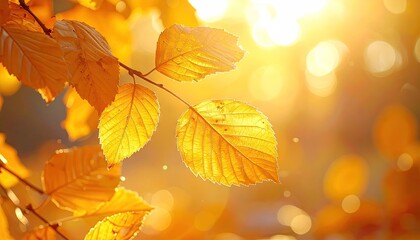 Golden Autumn Leaves Illuminated By Warm Sunlight In Cinematic Macro Detail