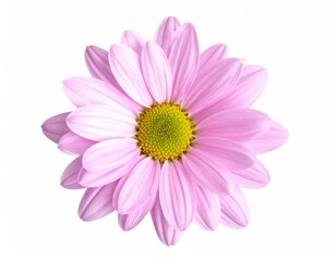 Delicate light-pink daisy, centered on white, shows vibrant yellow center. Neat petals display spring's charm and natural beauty