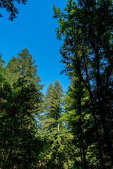 Obraz premium forest with green pine trees