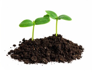 Two vibrant green seedlings emerge from rich, dark soil on a clean white background, symbolizing growth and new beginnings