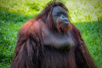 Orangutan hanging in a tree in the jungle