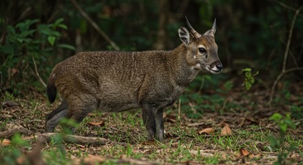 Small antelope in forest environment