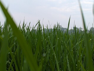 Obraz premium Lush Green Paddy Field Under Daylight Sky