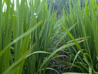 Lush Green Paddy Field Under Daylight Sky