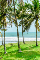 Beautiful morning view indonesia Panorama Landscape paddy fields with beauty color and sky natural light