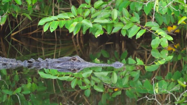 Alligator Head Slowly Moving Across Water 5