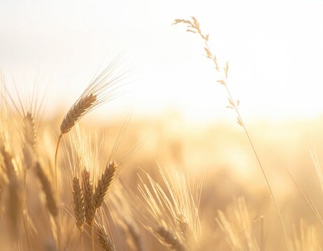 Golden wheat field bathed in warm sunset light, with individual stalks in sharp focus against a softly blurred background