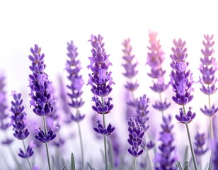 A row of purple lavender flowers against a bright, hazy background, showcasing delicate details and soft lighting, creating a peaceful atmosphere