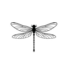 Detailed Illustration of a Dragonfly.