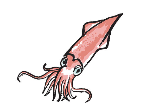 イカ　筆絵　イラスト