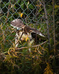 hawk, red tailed hawk, bird, wildlife close-up of hawk with sharp gaze, bird of prey in natural environment