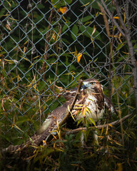 hawk, red tailed hawk, bird, wildlife close-up of hawk with sharp gaze, bird of prey in natural environment