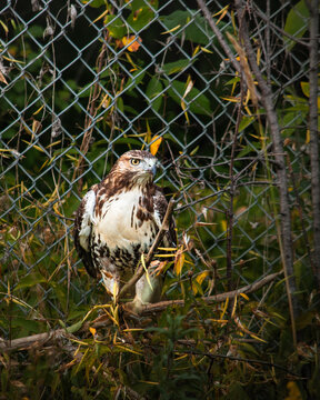 hawk, red tailed hawk, bird, wildlife close-up of hawk with sharp gaze, bird of prey in natural environment