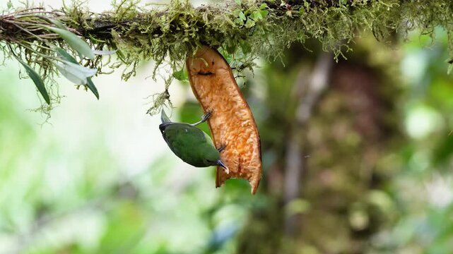 Footage of a Green Honeycreeper Chlorophanes spiza in Colombia feeding and showing colorful tropical bird behavior in its natural habitat.