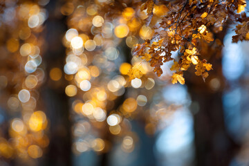 A tree with leaves that are yellow and brown