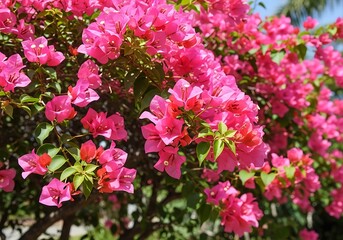Vibrant bougainvillea explosion displaying bright pink bracts in a sunny tropical garden setting