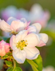 Fototapeta premium Close-up of delicate apple blossoms