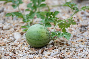 Harvesting young watermelon backyard garden nature green environment close-up view organic growth