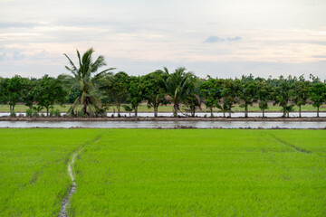 Cultivating rice fields rural landscape aerial view nature's serenity agriculture scene