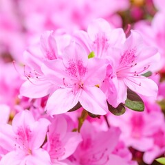 Fototapeta premium Close-up pink azaleas