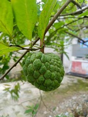 Fototapeta premium Close-up of a green custard apple hanging from a tree branch.