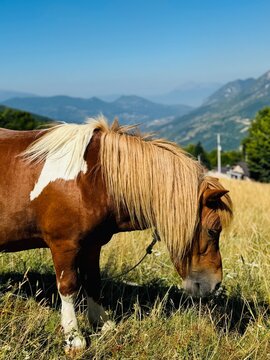 Close-up of a Kosovo white-and-brown dwarf horse in Prevalla Heights, showing detailed features and textures of its coat and face