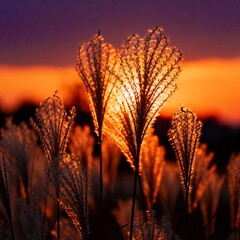 석양빛억새밭실루엣풍경