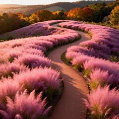 핑크뮬리밭속구불구불한산책로가을풍경