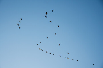 Migratory Birds Flying in V Formation under Blue Sky in Japan
