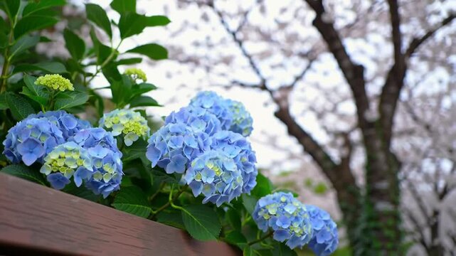 Hydrangea blossoms under cherry trees