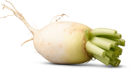 close-up of white radish with fresh leafy stalks and fibrous roots, isolated white background, edible raw vegetable natural wholesome food