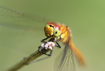 Blutrote Heidelibelle - Ruddy Darter © Studio M. Brix