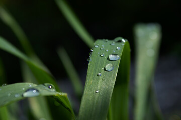 A close-up view of vibrant green grass blades covered in sparkling droplets of morning dew