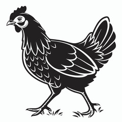 rooster isolated on white background