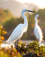 Two white egrets in golden light