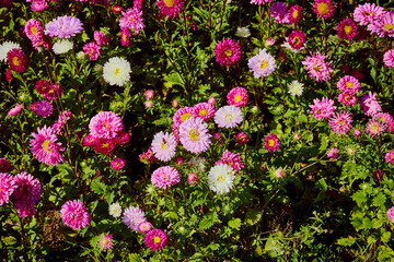 aster, aster l., aster chiński, aster zwyczajny, gwiazdosz chiński, callistephus chinensis (l.) nees, astry, kwiaty,ogród © Marcin Łazarczyk