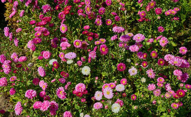 aster, aster l., aster chiński, aster zwyczajny, gwiazdosz chiński, callistephus chinensis (l.) nees, astry, kwiaty,ogród