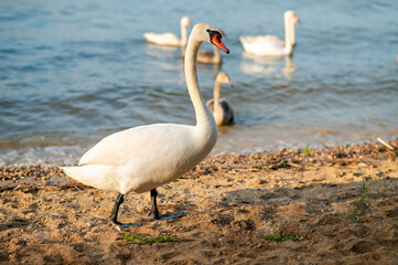 Father swan walking on sandy beach while family swims nearby in lake, peaceful nature scene