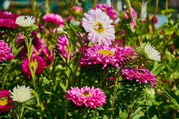 aster, aster l., aster chiński, aster zwyczajny, gwiazdosz chiński, callistephus chinensis (l.) nees, astry, kwiaty,ogród © Marcin Łazarczyk